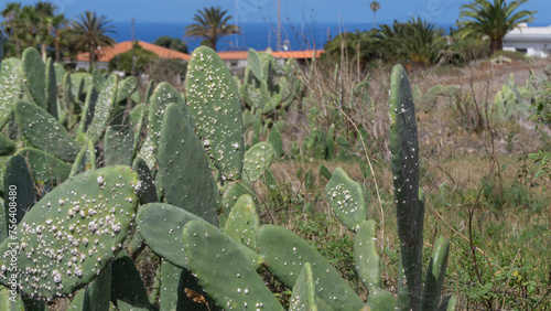 Serene Nopal Landscape Under Blue Sky photo