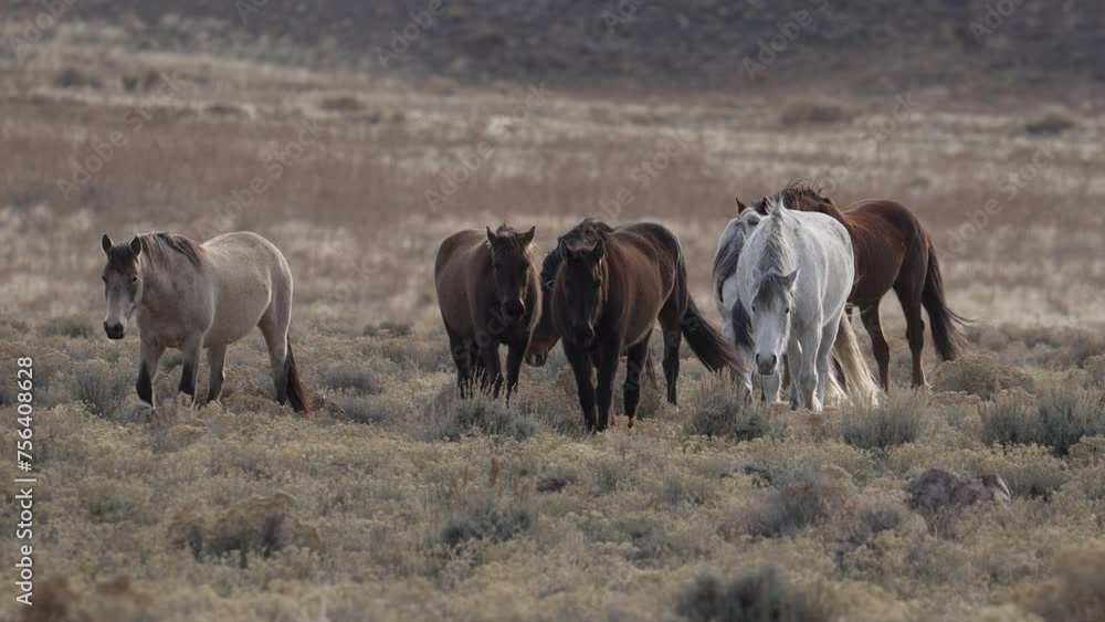 North Onaqui Mountain Wild horse herd grazing in the desert of Utah. North Onaqui Mountain Wild horse herd grazing in the desert of Utah.