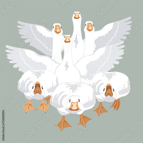 Angry and brave geese running and going to bite probably. Goose birds attacking and defending the flock, and geese flapping wings. Vector illustration isolated on green.