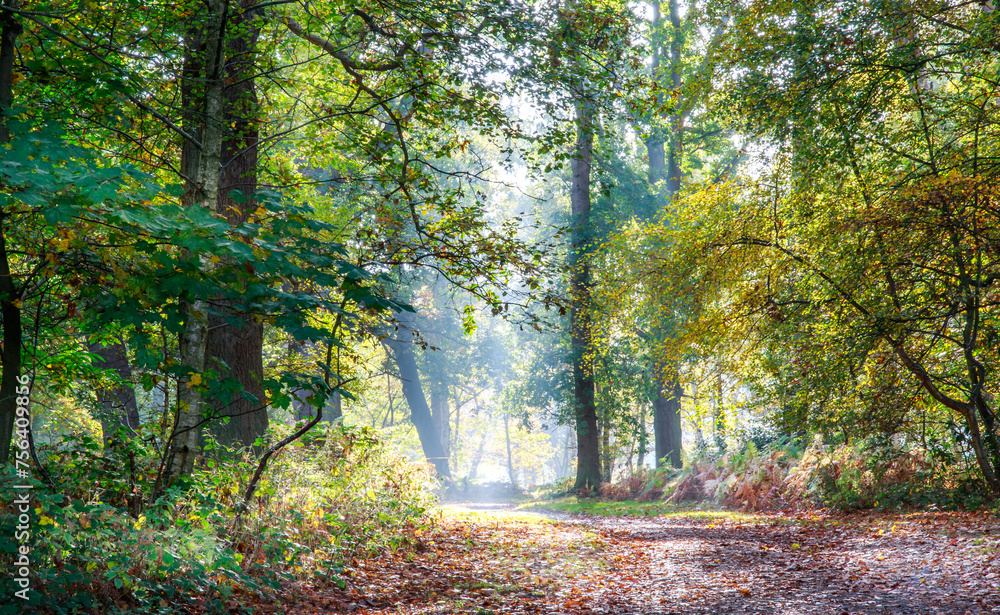 Naklejka premium morning in the forest