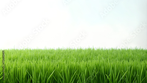 Green grass background photo clean minimalist