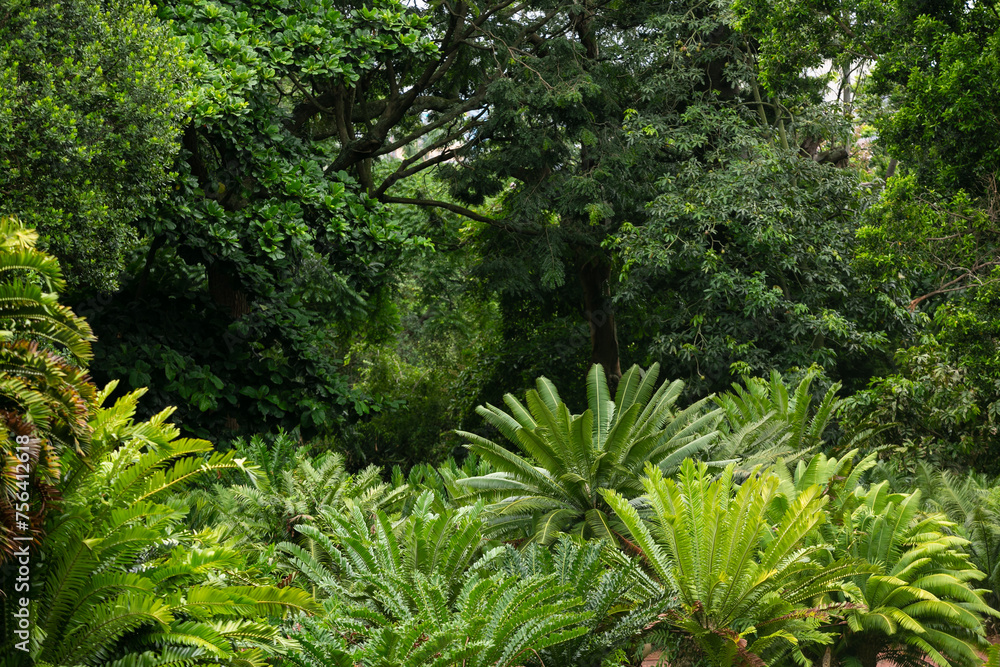 Obraz premium fern in the garden