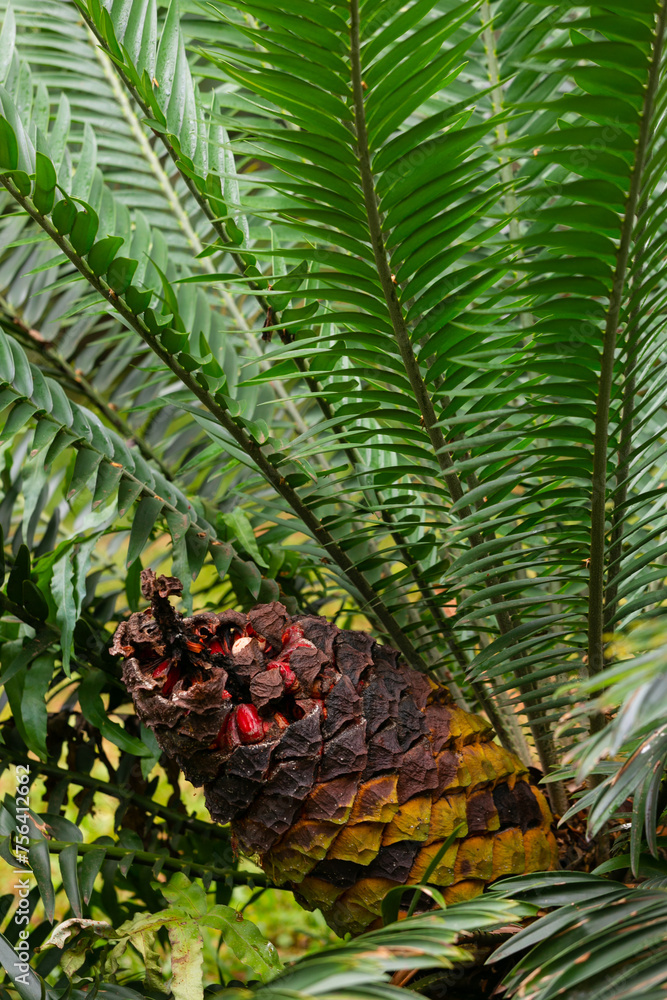 Fototapeta premium palm tree in the garden