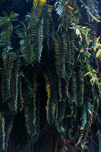 tropical coral reef in the island