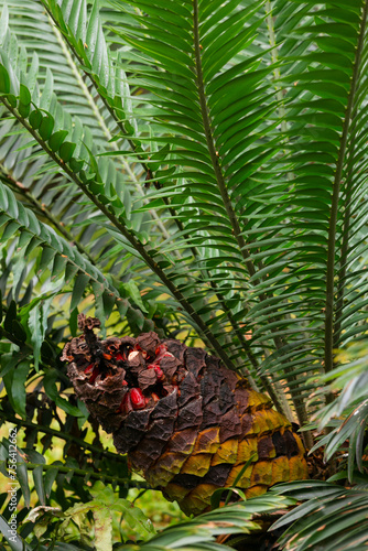 palm tree in the garden