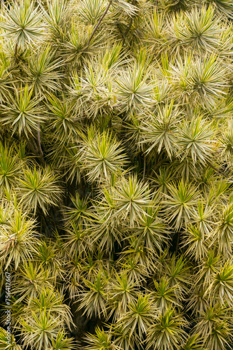close up of a pine tree