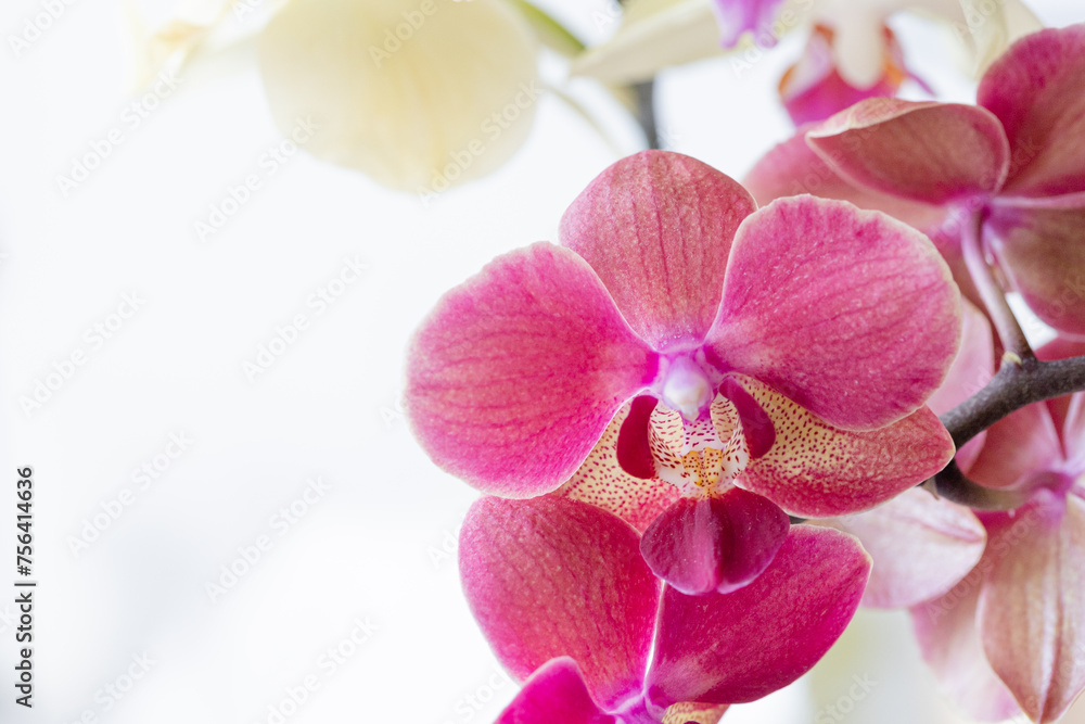 Beautiful orchid flowers blooming on white. Tropical floral background for product display or design key visual layout, copy space left Beautiful orchid flowers blooming on white. Tropical floral background for product display or design key visual layout, copy space left