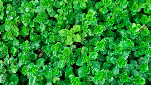 Background of fresh bright green leaves of succulent Ochitok Caucasian photo