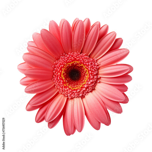 A single piece of gerbera top view isolated on transparent background