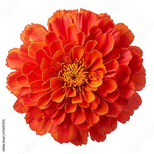 A single piece of red marigold top view isolated on transparent background