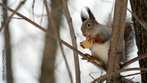 Close-up of a smart furry squirrel eating a nut. A beautiful squirrel with smooth fur holds a walnut shell in its clawed paws and gnaws on it. © IvanMel