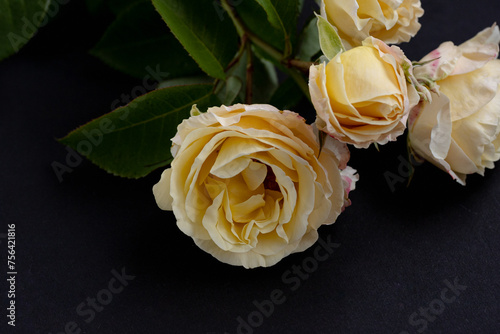 Gorgeous pale rose flowers on dark background. High quality photo.  Copy space for product display  visual content.
