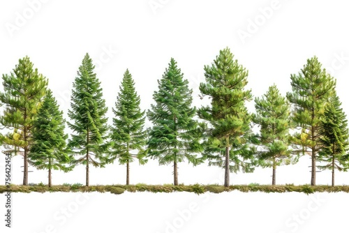 trees are placed in a row