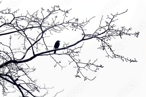 bird in the tree