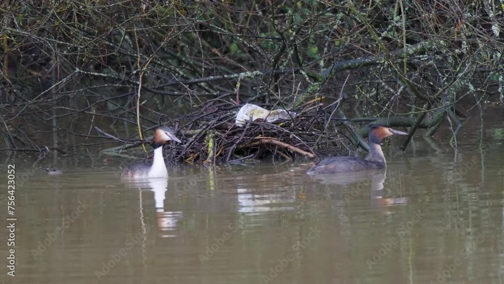 Pair of Great Crested Grebes by a Nest with Plastic in it Pair of Great Crested Grebes by a Nest with Plastic in it
