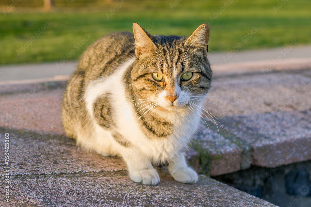 Cat of tortoiseshell color is sitting on a street at the sunny day in Istanbul, Turkey. Animal portrait.