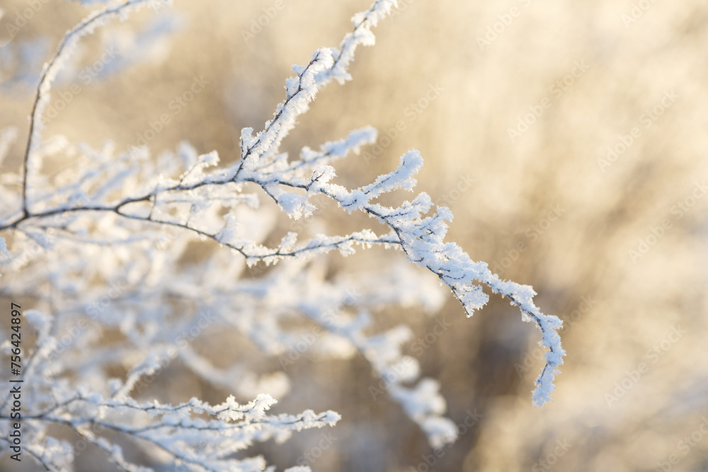 Natural background, branches of bushes in frost glow from the sun on a winter day.