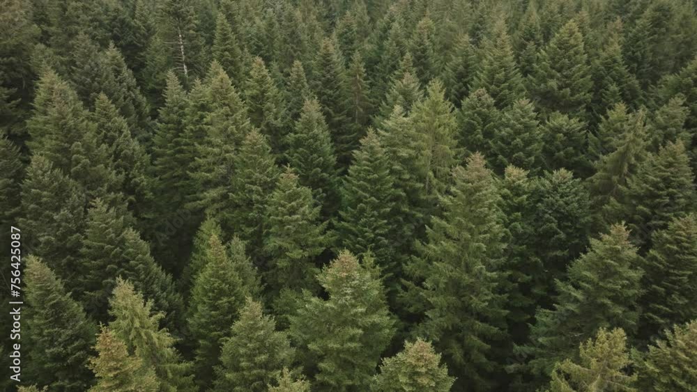 Aerial of a fir tree forest Aerial of a fir tree forest