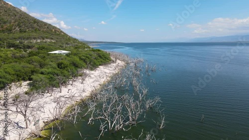 Leafless trees in shoreline of Lake Enriquillo during sunny day. Sandy beach with green mountains and blue sky. Bald wooden trees in salt lake. Aerial establishing drone shot. photo