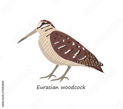 Eurasian woodcock isolated on white background. Vector illustration	