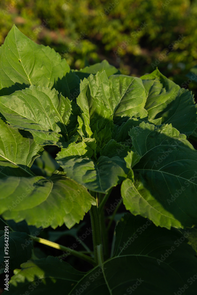 sunflower close up growing on the ground organic food sunflower close up growing on the ground organic food