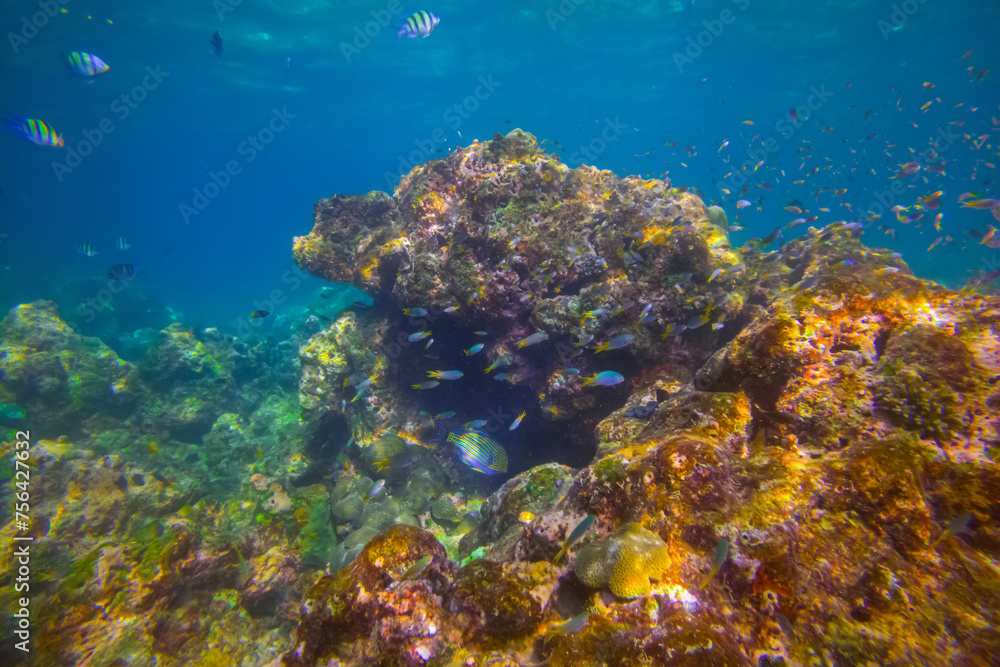 Obraz premium Various tropical fish abudefduf feed in the warm unser water of the ocean among corals. School of parrot fish spawning and feeding shallow water, shoal, biocenosis reef of attol