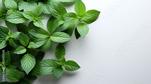 Mint leaf. Fresh mint on a white background. Mint leaves isolated. 