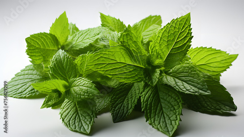 Mint leaf. Fresh mint on a white background. Mint leaves isolated. 