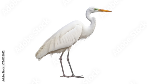 great white heron isolated on transparent background cutout