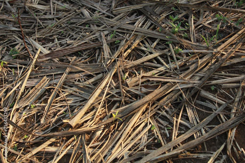 Sugarcane dry straw after harvesting. Indian farmland sugarcane dry leaves background. Best for feeding animals and agriculture fertilizer. Indian animal food or farming fertilizer 