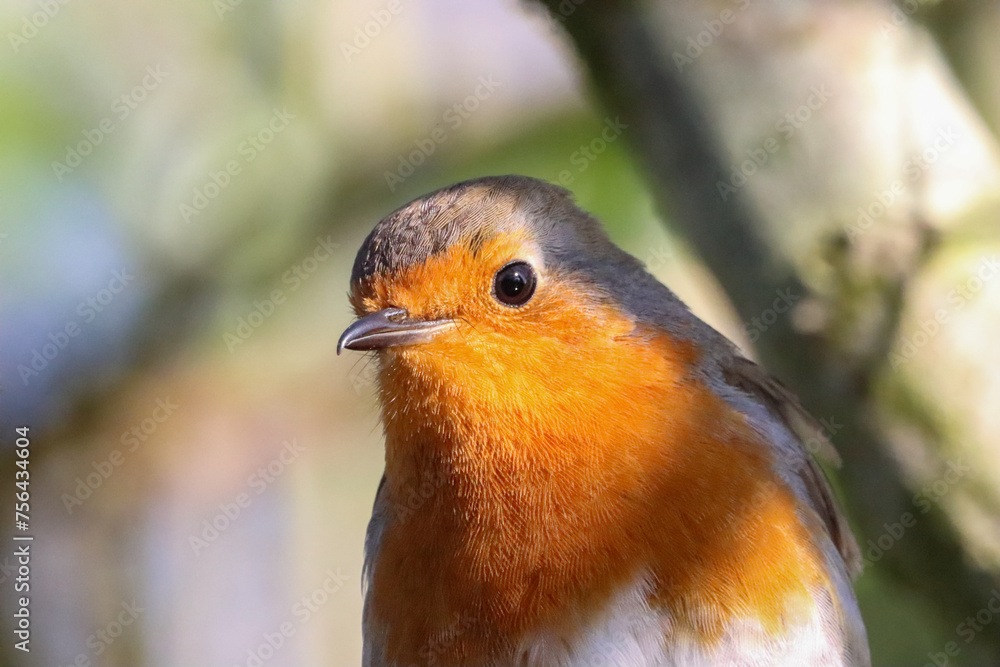 A beautiful closeup of a Robin in the forest A beautiful closeup of a Robin in the forest