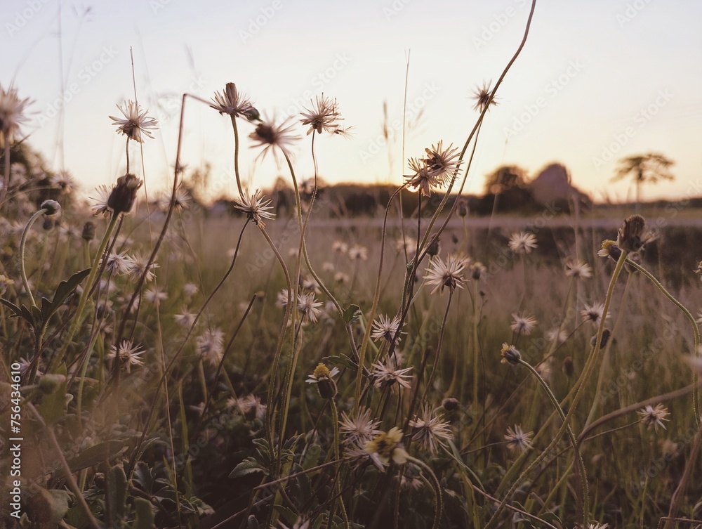 Meadows at sunset