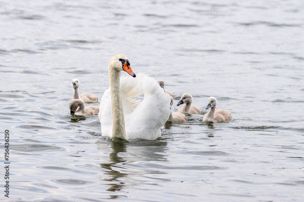 Fototapeta premium White adult swan with cygnets in the water. A mute swan (Cygnus olor) with cygnets swims into the water towards the camera lens.