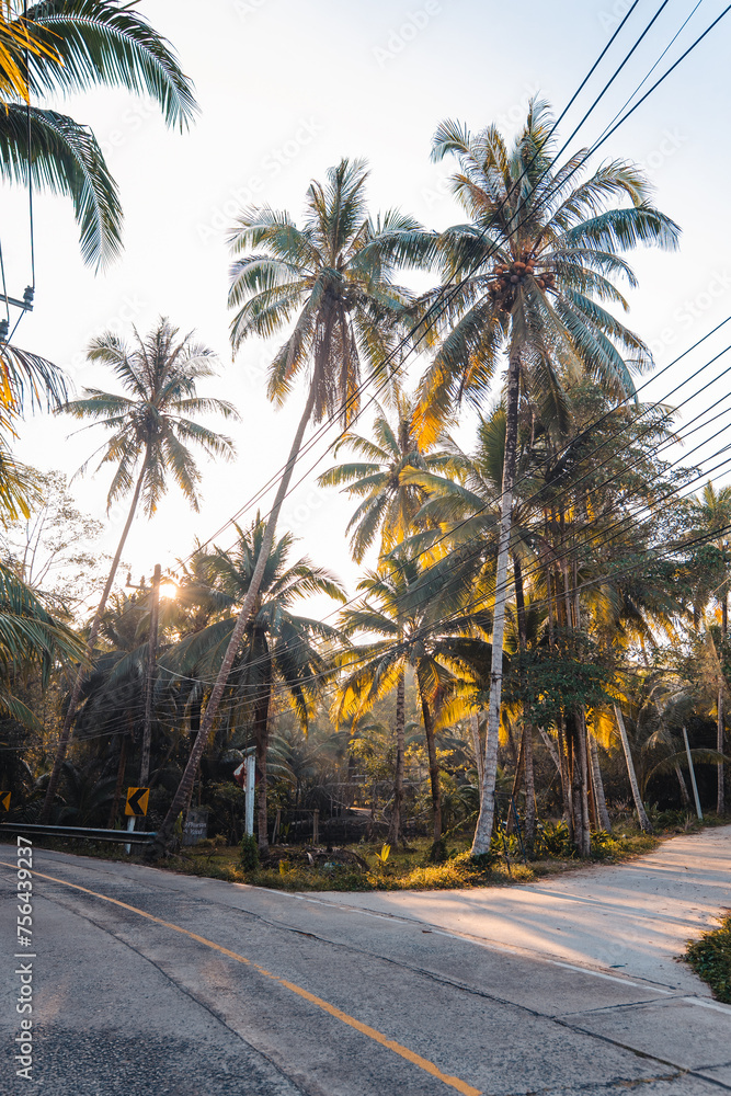 Road with coconut trees in the morning