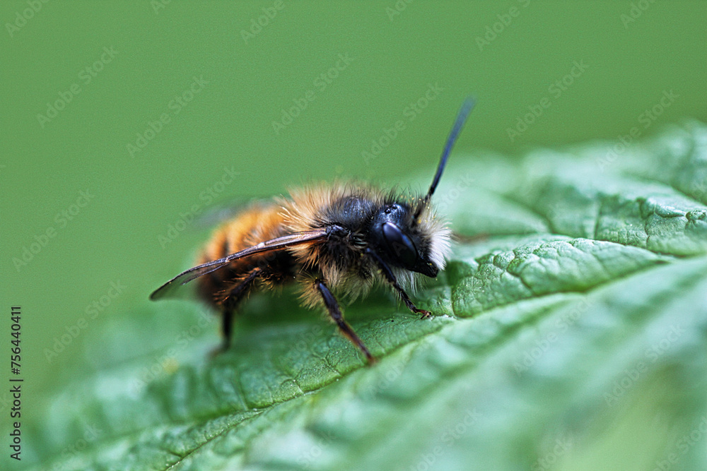 Fototapeta premium Biene