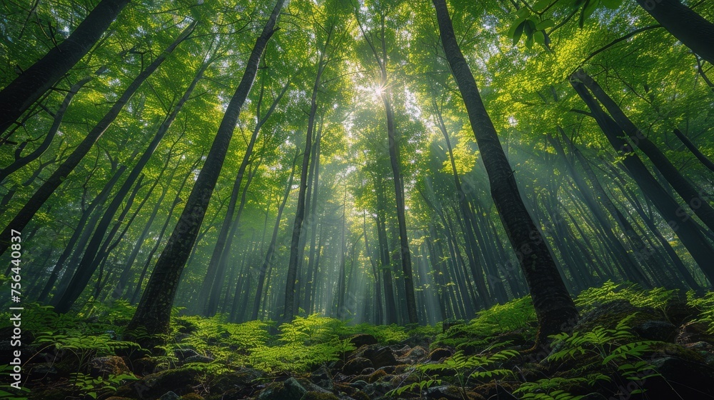 Dense Green Trees Covering Forest Floor Dense Green Trees Covering Forest Floor