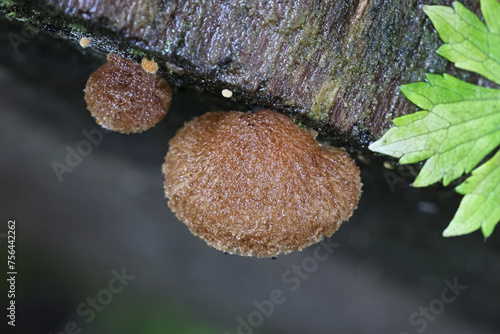 Peeling oysterling, Crepidotus calolepis, wild mushroom from Finland photo