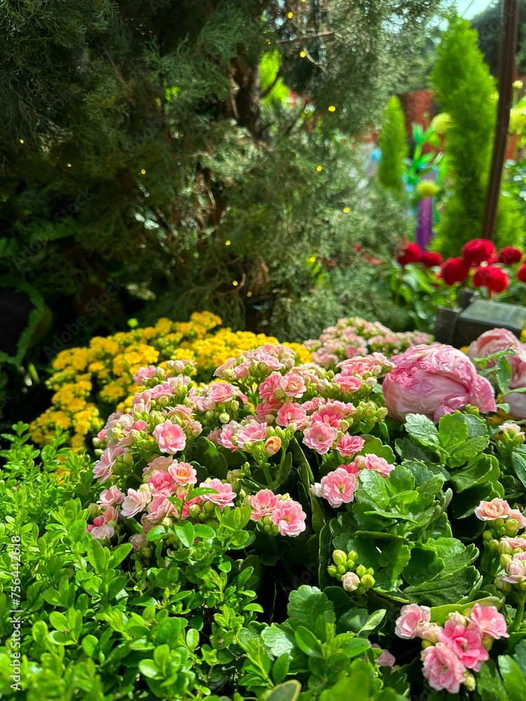Flowers on exhibit at an outdoor flower market and plant nursery