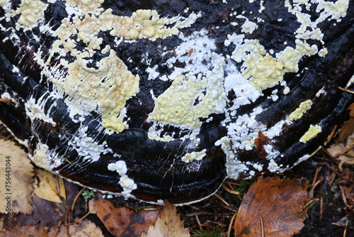 Ochre cushion, Trichoderma pulvinatum, growing on a host polypore known as the red belt conk, Fomitopsis pinicola