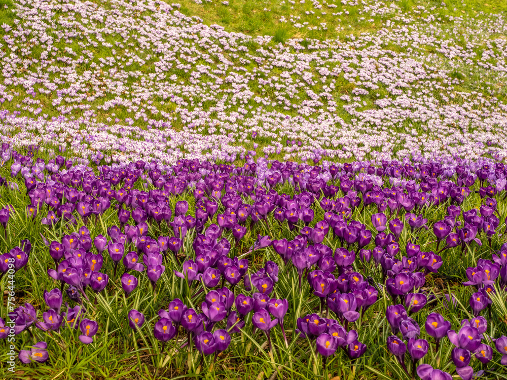 Obraz premium Krokus