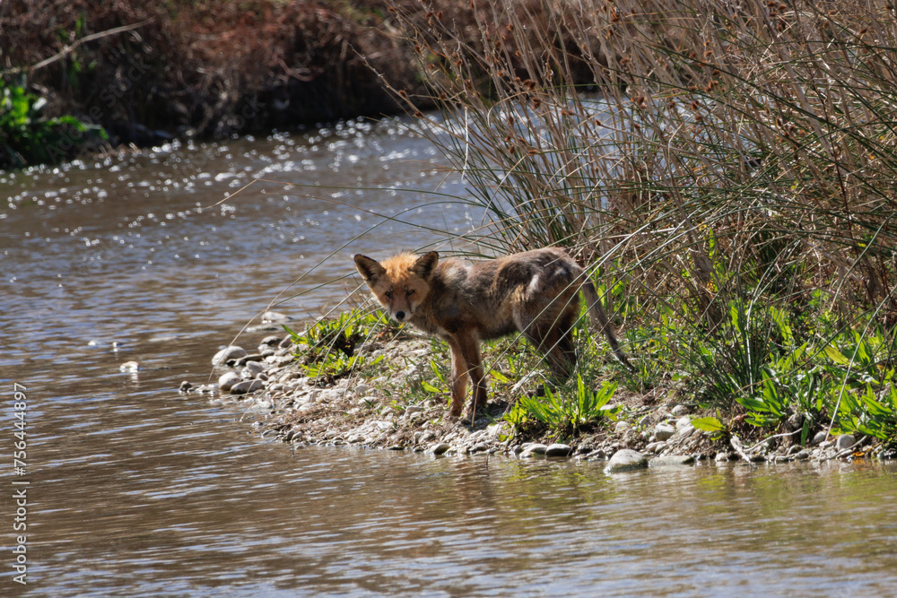 Zorro, Vulpini, en la orilla del río Serpis para saciar su sed mirando a cámara, Alcocer de Planes, España Zorro, Vulpini, en la orilla del río Serpis para saciar su sed mirando a cámara, Alcocer de Planes, España