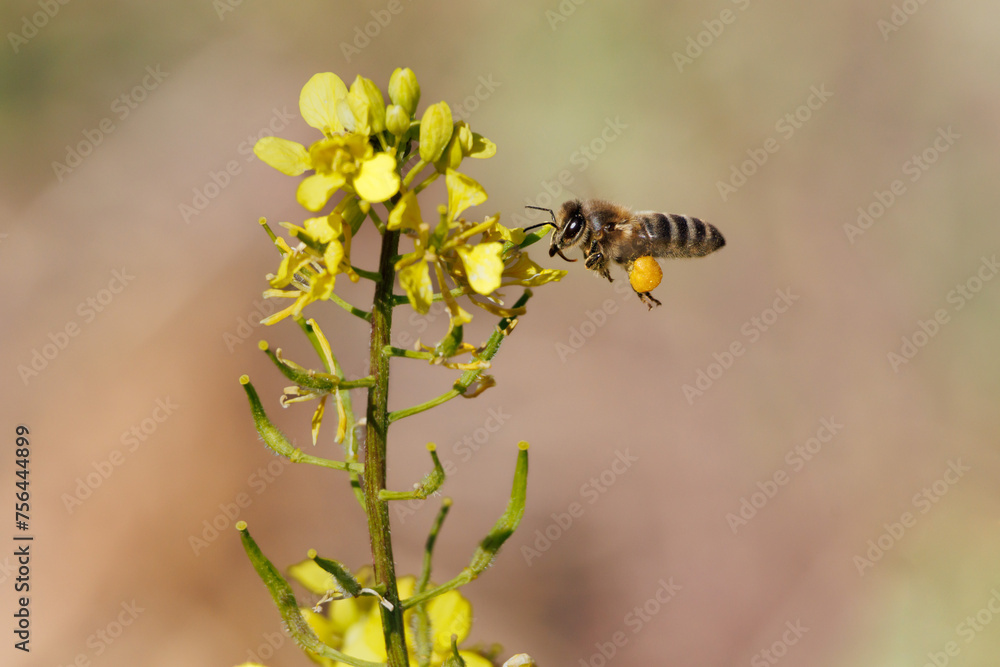 Apis mellifera, abeja europea, volando y acercandose a flores de color amarillo con la corbícula llena de polen en la Albufera de Gaianes, España Apis mellifera, abeja europea, volando y acercandose a flores de color amarillo con la corbícula llena de polen en la Albufera de Gaianes, España