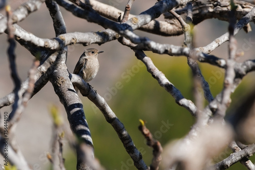 Muscicapa striata, papamoscas gris entre ramas de higuera en la albufera de Gaianes, España photo