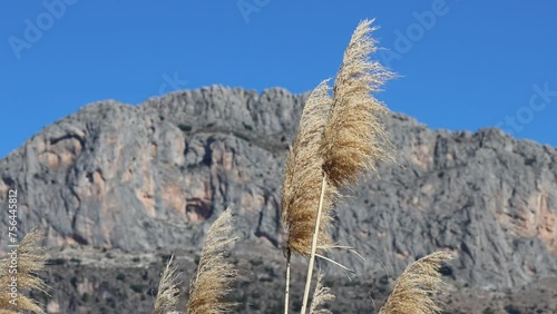 Parte superior de cañas de junco, Arundo donax L.,  meciendo al viento con la cima de el Benicadell desde la Albufera de Gaianes, España photo