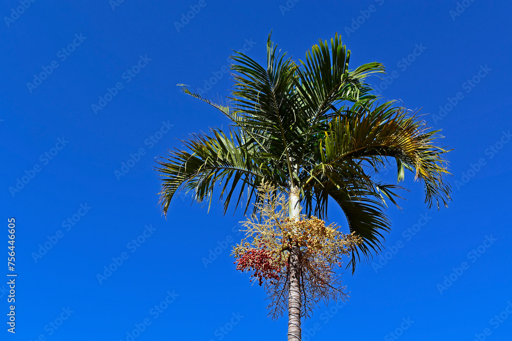 Carpentaria palm tree (Carpentaria acuminata) with fruits