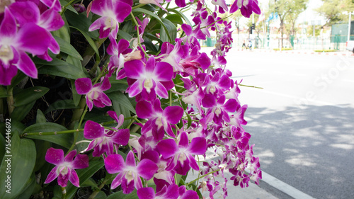 The beautiful purple orchid