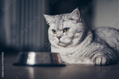 Fat beautiful little grey tabby kitten sitting by a bowl of milk, food, meat placed on the living room floor. advertising concept.
