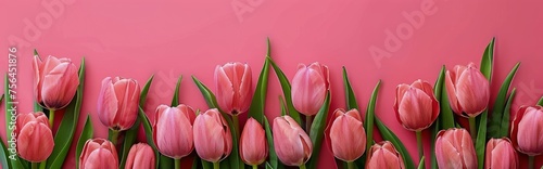 Pink Tulip Bouquet on Pink Background