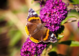Butterfly on purple flower top view