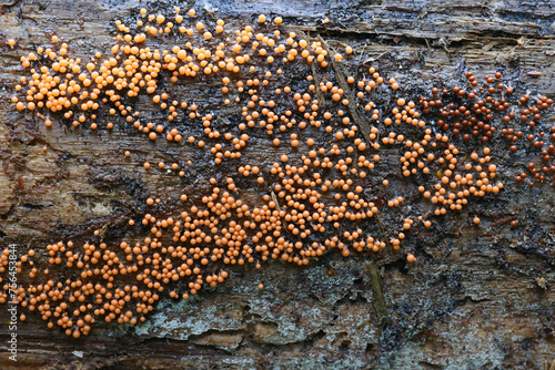 Trichia decipiens, a slime mold from Finland, no common English name photo